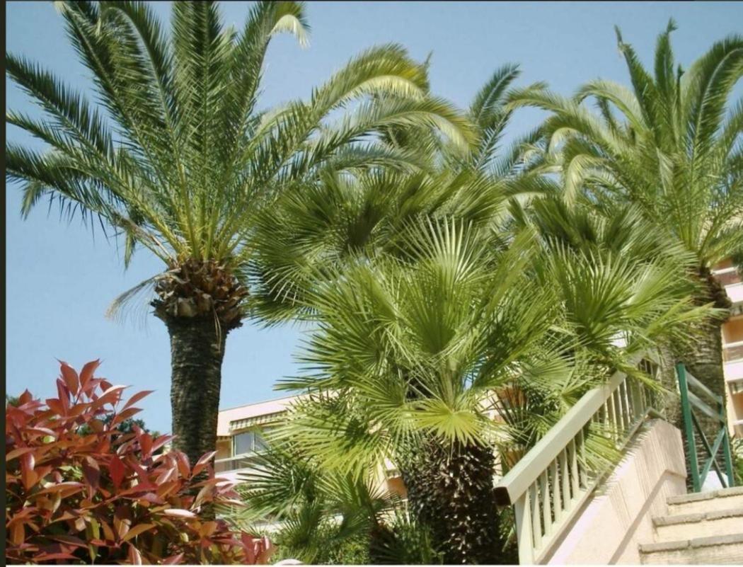 Appartement Angela Golfe-Juan Bagian luar foto